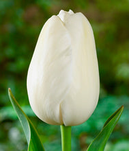 Načíst obrázek do prohlížeče Galerie, Tulipán - "Maureen", 5ks, 10ks nebo 20ks
