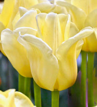Načíst obrázek do prohlížeče Galerie, Tulipán - "World Friendship"®, 5ks nebo 10ks
