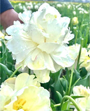 Načíst obrázek do prohlížeče Galerie, Tulipán - "Wedding Dream", 5ks, 10ks
