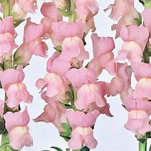 Načíst obrázek do prohlížeče Galerie, Hledík větší - "Maryland", Shall Pink

