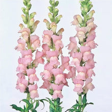 Načíst obrázek do prohlížeče Galerie, Hledík větší - "Maryland", Shall Pink
