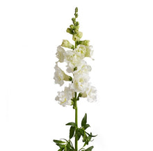 Načíst obrázek do prohlížeče Galerie, Hledík větší - "F1 Snapstar", White
