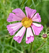 Načíst obrázek do prohlížeče Galerie, Krásenka zpeřená - "Pinwheel", Pink
