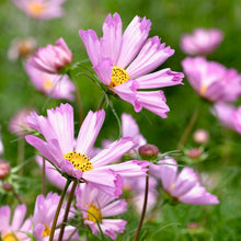 Načíst obrázek do prohlížeče Galerie, Krásenka zpeřená - "Pinwheel", Pink
