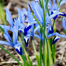 Načíst obrázek do prohlížeče Galerie, Kosatec (iris) síťkovaný - "Clairette"

