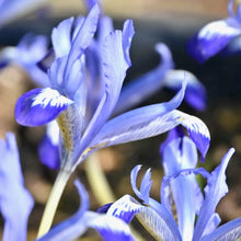 Načíst obrázek do prohlížeče Galerie, Kosatec (iris) síťkovaný - "Clairette"
