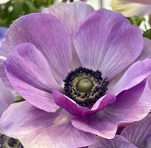 Načíst obrázek do prohlížeče Galerie, Sasanka (Anemone)  - MISTRAL PLUS®, Milka, 5ks
