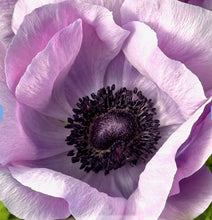 Načíst obrázek do prohlížeče Galerie, Sasanka (Anemone)  - MISTRAL PLUS®, Milka, 5ks
