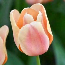 Načíst obrázek do prohlížeče Galerie, Tulipán - "Apricot Foxx", 5ks nebo 10ks
