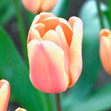 Načíst obrázek do prohlížeče Galerie, Tulipán - "Apricot Foxx", 5ks nebo 10ks
