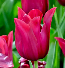 Načíst obrázek do prohlížeče Galerie, Tulipán - "Merlot", 5ks, 10ks

