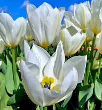 Načíst obrázek do prohlížeče Galerie, Tulipán "Purissima", 5ks, 10ks
