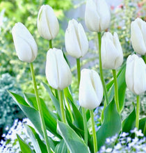 Načíst obrázek do prohlížeče Galerie, Tulipán - "Hakuun", 5ks, 10ks
