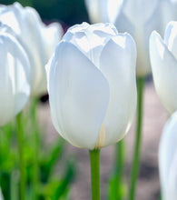 Načíst obrázek do prohlížeče Galerie, Tulipán - "Hakuun", 5ks, 10ks
