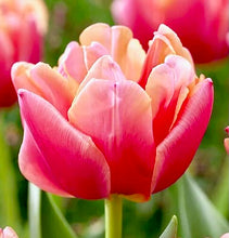 Načíst obrázek do prohlížeče Galerie, Tulipán - "Salmon Symbiose", 5ks, 10ks
