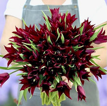 Načíst obrázek do prohlížeče Galerie, Tulipán - "Sarah Raven", 5ks, 10ks
