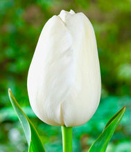 Načíst obrázek do prohlížeče Galerie, Tulipán - "Maureen", 5ks, 10ks nebo 20ks

