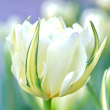 Načíst obrázek do prohlížeče Galerie, Tulipán - "White Valley (Exotic Emperor), 50ks

