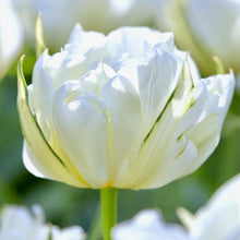 Načíst obrázek do prohlížeče Galerie, Tulipán - "White Valley (Exotic Emperor), 50ks
