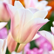 Načíst obrázek do prohlížeče Galerie, Tulipán - "Sanne", 5ks, 10ks
