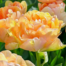 Načíst obrázek do prohlížeče Galerie, Tulipán - "Charming Lady", 5ks nebo 10ks
