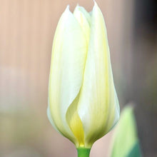 Načíst obrázek do prohlížeče Galerie, Tulipán "Purissima", 5ks, 10ks
