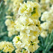 Načíst obrázek do prohlížeče Galerie, Fiala sivá - "Quartet", Deep Yellow
