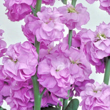 Načíst obrázek do prohlížeče Galerie, Fiala sivá - "Quartet", Lavender
