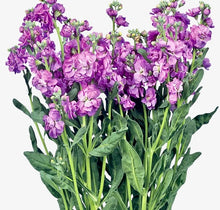 Načíst obrázek do prohlížeče Galerie, Fiala sivá - "Quartet", Lavender
