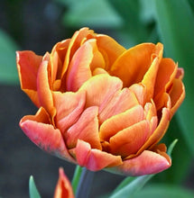 Načíst obrázek do prohlížeče Galerie, Tulipán - "Brasil", 5ks, 10ks nebo 20ks
