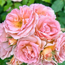Načíst obrázek do prohlížeče Galerie, Růže - "ROSETO CARLA FINESCHI ®", nádoba 4l
