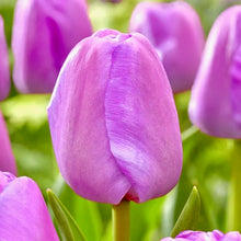 Načíst obrázek do prohlížeče Galerie, Tulipán - "Purple Pride", 5ks nebo 10ks
