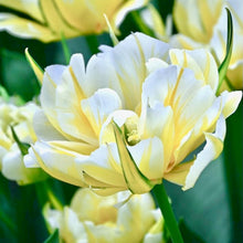 Načíst obrázek do prohlížeče Galerie, Tulipán - "Sweet Valley", 50ks
