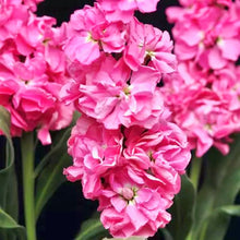 Načíst obrázek do prohlížeče Galerie, Fiala sivá - "Katz", Pink
