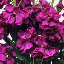 Načíst obrázek do prohlížeče Galerie, Fiala sivá - "Katz" Purple
