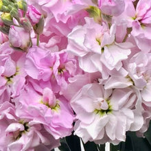 Načíst obrázek do prohlížeče Galerie, Fiala sivá- "Katz", Cherry Blossom
