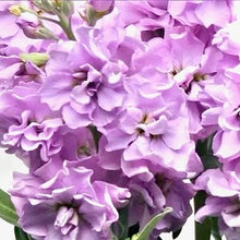 Načíst obrázek do prohlížeče Galerie, Fiala sivá - "Katz", Light Lavender
