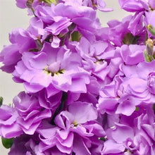 Načíst obrázek do prohlížeče Galerie, Fiala sivá - "Katz", Lavender Blue
