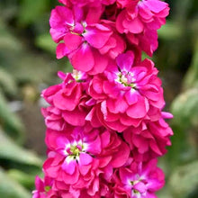 Načíst obrázek do prohlížeče Galerie, Fiala sivá - "Stock Column", Miracle Crimson
