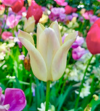 Načíst obrázek do prohlížeče Galerie, Tulipán - "Elegant Lady", 5ks
