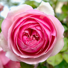 Načíst obrázek do prohlížeče Galerie, Růže - "PIERRE DE RONSARD®" (EDEN ROSE® Meiviolin), sazenice 1ks
