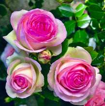 Načíst obrázek do prohlížeče Galerie, Růže - "PIERRE DE RONSARD®" (EDEN ROSE® Meiviolin), sazenice 1ks
