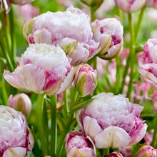 Načíst obrázek do prohlížeče Galerie, Tulipán - "Double Surprise", 5ks, 10ks, 20ks
