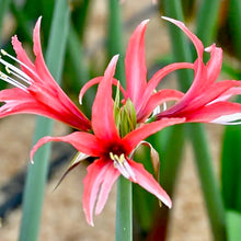 Načíst obrázek do prohlížeče Galerie, Hvězdník (Amaryllis) -"Pink Cybester"®, 1ks
