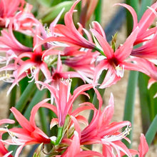 Načíst obrázek do prohlížeče Galerie, Hvězdník (Amaryllis) -"Pink Cybester"®, 1ks
