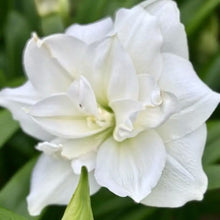 Načíst obrázek do prohlížeče Galerie, Hvězdník (Amaryllis) - "Wimbledon"

