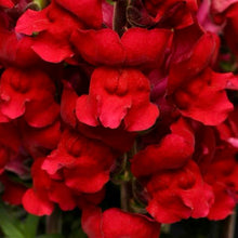 Načíst obrázek do prohlížeče Galerie, Hledík větší - "Maryland", Red
