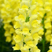 Načíst obrázek do prohlížeče Galerie, Hledík větší - "Potomac", Yellow
