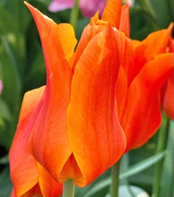 Načíst obrázek do prohlížeče Galerie, Tulipán - "Ballerina", 5ks, 10ks nebo 20ks
