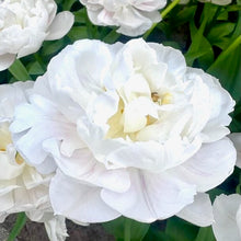 Načíst obrázek do prohlížeče Galerie, Tulipán - "Cotton Candy", 5ks nebo 10ks
